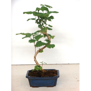 Ginkgo biloba shape with driptray