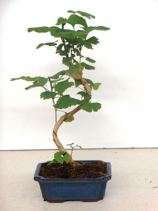 <h4>Ginkgo biloba shape with driptray</h4>