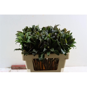 Cordyline Compacta Green Top