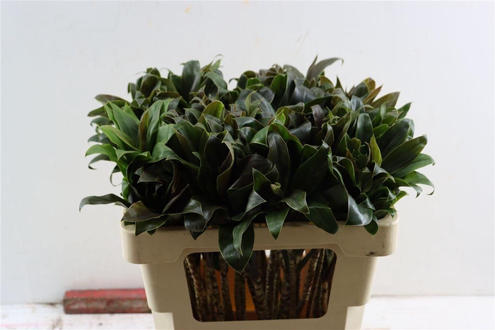 <h4>Cordyline Compacta Green Top</h4>