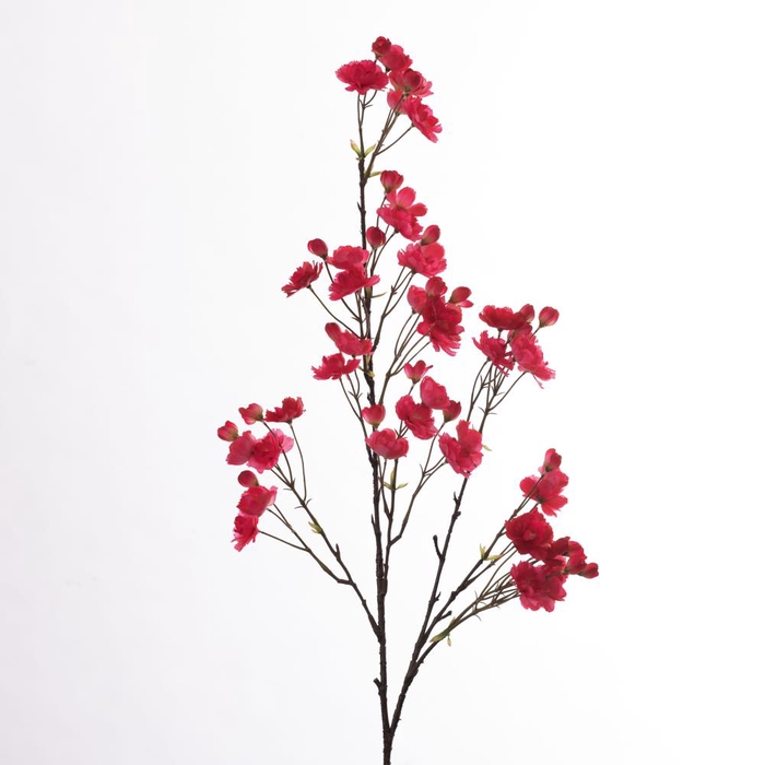 <h4>Af Cherry Bloss L133cm Beauty</h4>