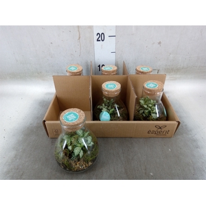 Arr.   Planten L%