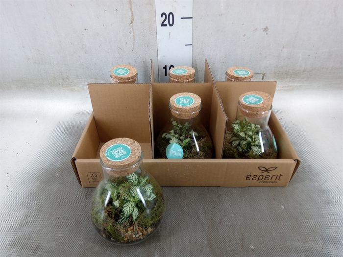 <h4>Arr.   Planten L%</h4>