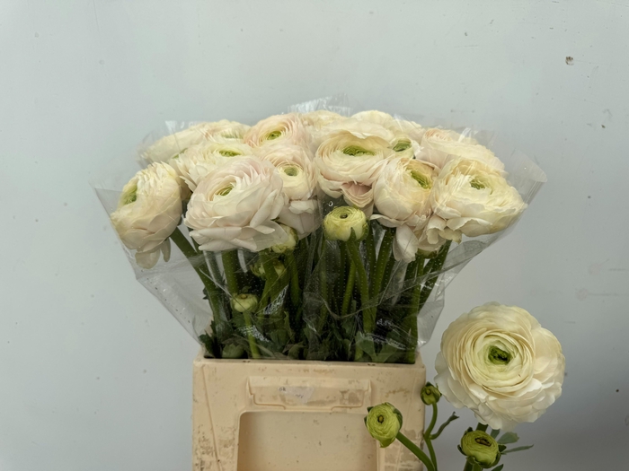 <h4>RAN SU HANOI</h4>