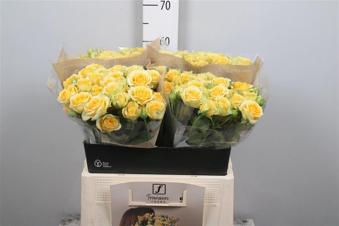 <h4>R Tr Bandolero</h4>