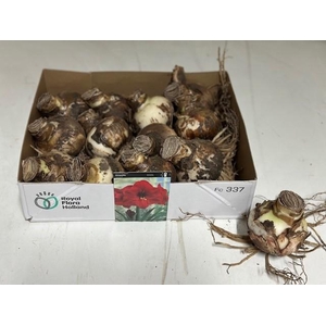 BLOEMBOL HIPPEASTRUM