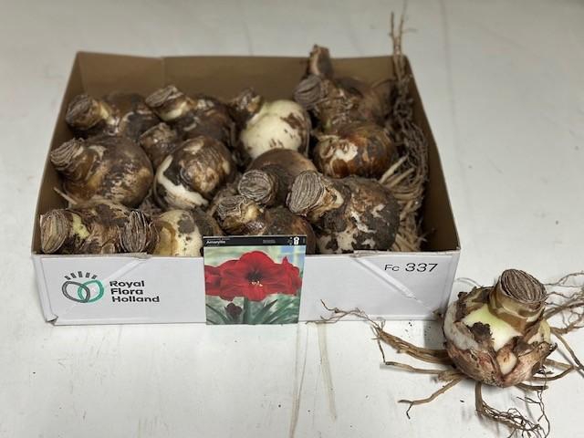 <h4>BLOEMBOL HIPPEASTRUM</h4>