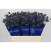 Eryngium Blue Dynamite