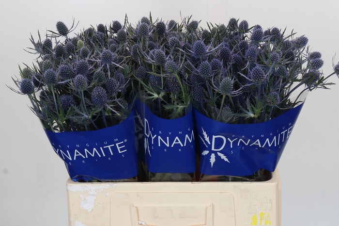 Eryngium Blue Dynamite