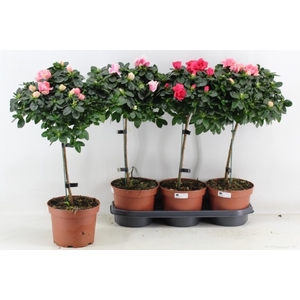 Rhododendron gem 19Ø 65cm 32Ø