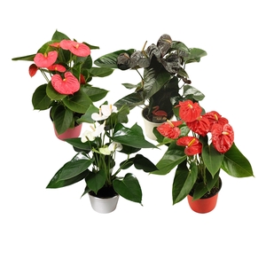 Anthurium Flamingo mix rood-roze-wit-zwart