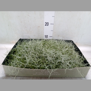 Tillandsia usneoides