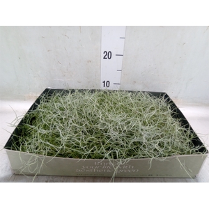 Tillandsia usneoides