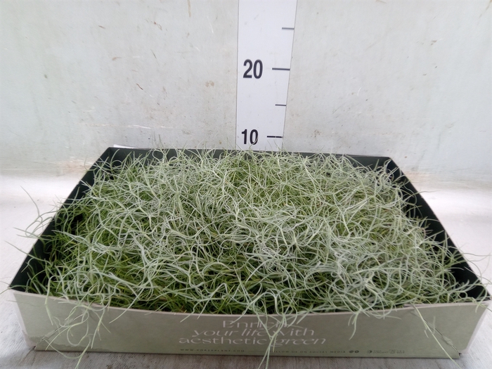 <h4>Tillandsia usneoides</h4>