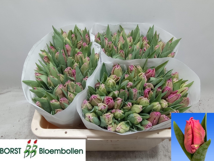 <h4>TU PA MARVEL PARROT</h4>