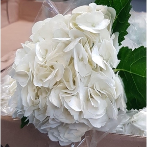 Hydr Premium White