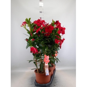 Mandevilla sand. 'SumStar Red'