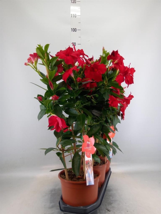 <h4>Mandevilla sand. 'SumStar Red'</h4>