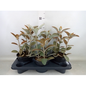 Kalanchoe NF orygalis