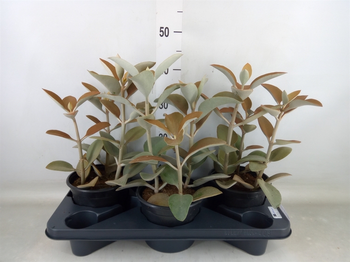 <h4>Kalanchoe NF orygalis</h4>
