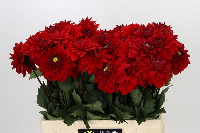<h4>Dahlia Heatwave</h4>