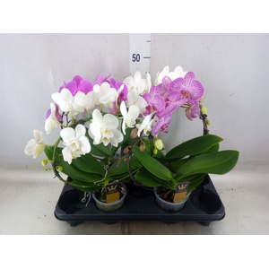 Phalaenopsis  'Elegant Cascade'