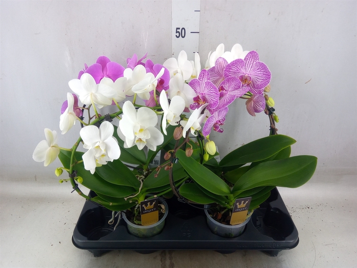 <h4>Phalaenopsis  'Elegant Cascade'</h4>