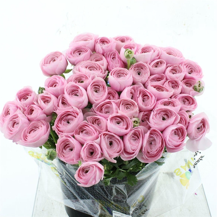 <h4>Ran Su Sr Rosa 416 Super</h4>