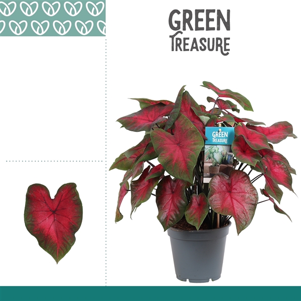<h4>Caladium Rood</h4>