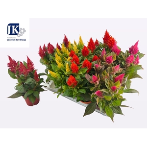 CEL PL KEL FIRE GEM
