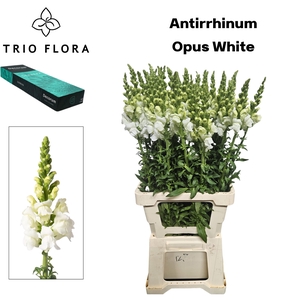 ANTIR OP WHITE Small Box 20