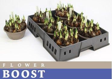 <h4>NARC D BRIDAL CROWN</h4>