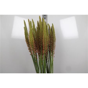 Eremurus Cleopatra