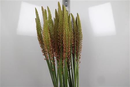 <h4>Eremurus Cleopatra</h4>