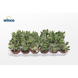 Crassula Ovata Variegata