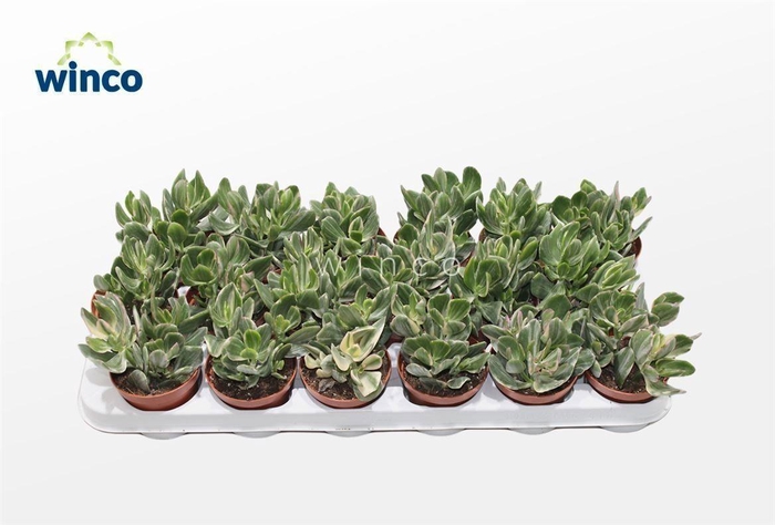 <h4>Crassula Ovata Variegata</h4>