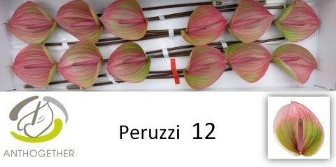<h4>Anth A Peruzzi</h4>