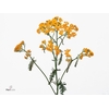 Achillea Terracotta Meer En Drecht