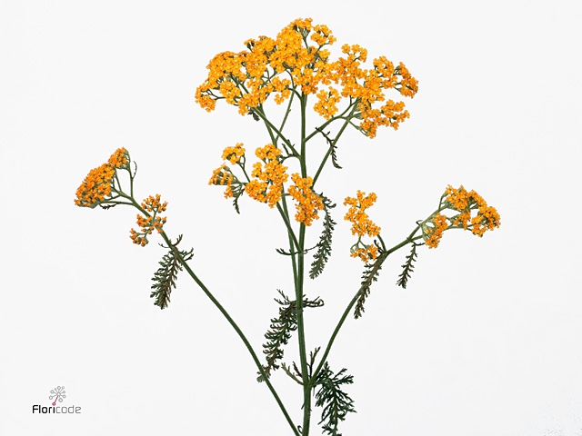 Achillea Terracotta Meer En Drecht