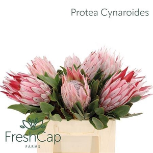 PROTEA CYNAROIDES