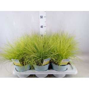 Festuca glauca 'Amigold'