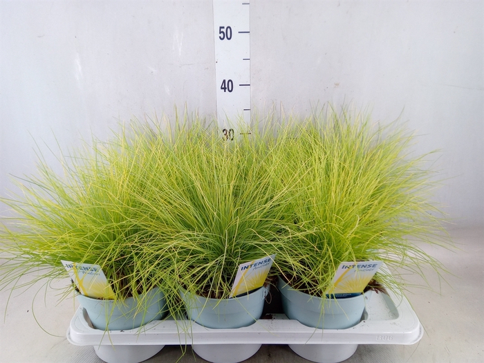 <h4>Festuca glauca 'Amigold'</h4>