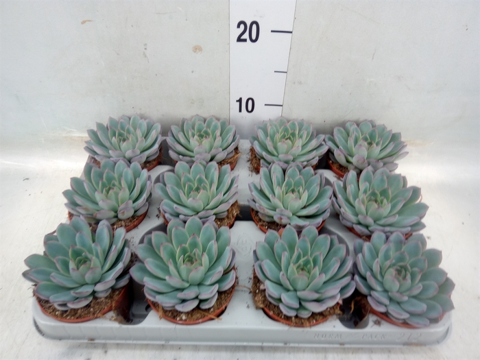 <h4>Echeveria  'Apus'</h4>