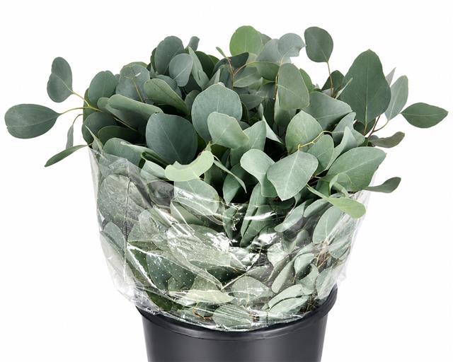 <h4>Euc. Populus Leaf Short</h4>