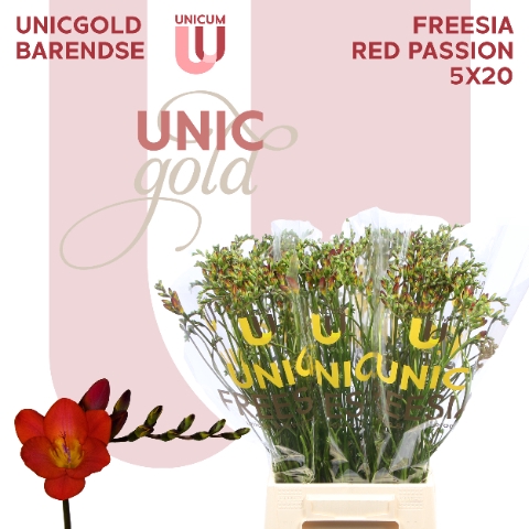 <h4>UG Barendse - Red Passion 5x20</h4>