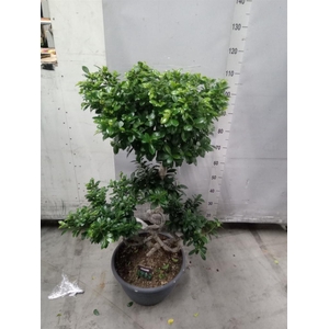 Ficus microcarpa 'Ginseng'