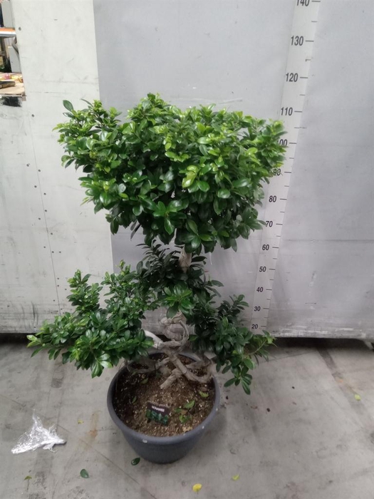 <h4>Ficus microcarpa 'Ginseng'</h4>