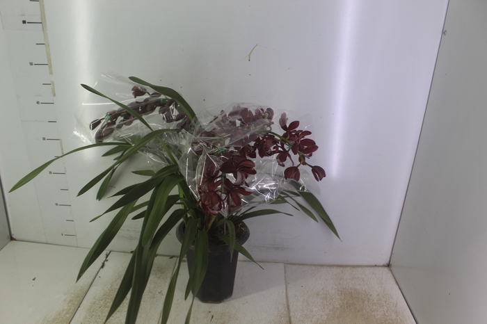 <h4>CYMBIDIUM P18 MIN 1 HT PENDENTE</h4>