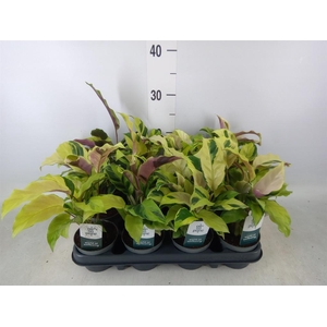 Calathea  'Fusion Yellow'