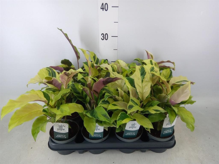 <h4>Calathea  'Fusion Yellow'</h4>